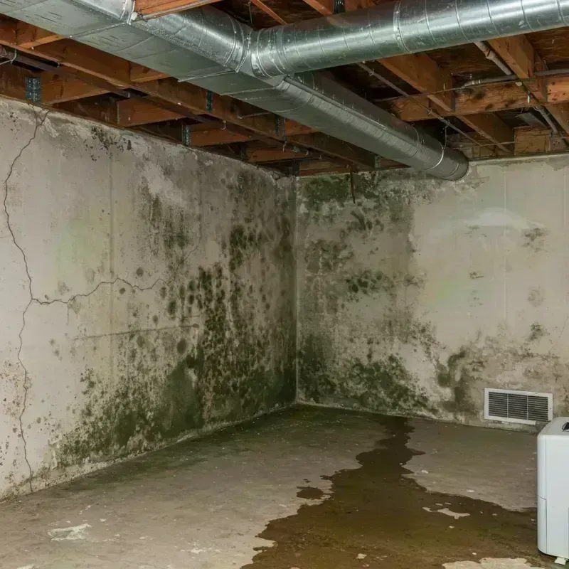 Professional Mold Removal in Broomfield, CO